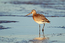 Bar-tailed Godwit (Limosa lapponica) in winter plumage walking on shore in late afternoon light. Liverpool Bay, UK, December.