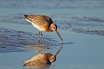 Bar-tailed Godwit (Limosa lapponica) feeding on mudflat in late afternoon light. Liverpool Bay, UK, December.