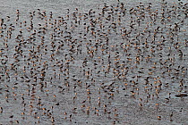 Flock of Black-tailed Godwits (Limosa limosa) seen from a cliff, feeding on mudflat. Dee Estuary on Wirral side, UK, December.