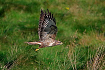Common Buzzard (Buteo buteo) flying low across field with a clear view of under-wing plumage. Wales, UK, October.