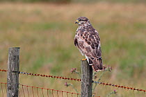 Common Buzzard (Buteo buteo) perched on roadside fencepost. North Wales, UK, August.