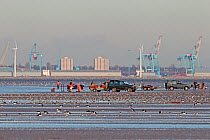People picking Cockles (Cerastroderma edule / Rudicardium tubercalatum) in Liverpool Bay surrounded by wader flocks and gulls. Mouth of River Mersey in background, Liverpool, UK, November 2010.