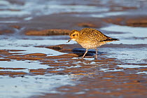 Golden Plover (Pluvialis apricaria) in winter plumage with worm prey on shore in late afternoon light. Liverpool Bay, UK, December.