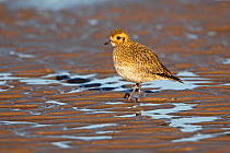 Golden Plover (Pluvialis apricaria) in winter plumage on shore in late afternoon light. Liverpool Bay, UK, December.