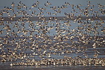 Large flock of Knot (Calidris canutus) taking flight from shore. Liverpool Bay, UK, December.