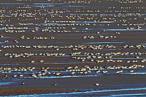 Knots (Calidris canutus) feeding on muddy shore at low tide. Liverpool Bay, UK, December.