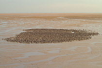 Knot (Calidris canutus) flock roosting on shore. Liverpool Bay, UK, December.
