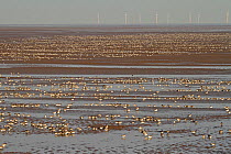 Knots (Calidris canutus) feeding on muddy shore at low tide. A wind farm is visible on the horizon. Liverpool Bay, UK, December.