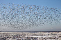 Knot (Calidris canutus) flock in flight over frozen shore. Liverpool Bay, UK, December 2010.
