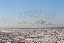 Wader flocks mainly Knot (Calidris canutus) in flight over Liverpool Bay with frozen shore in foreground and the North Wales coast in background. UK, December 2010.