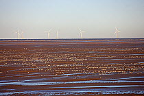 A group of Knot (Calidris canutus) feeding on shore at low tide. A wind farm is visible on the horizon. Liverpool Bay, UK, December.