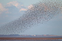Knot (Calidris canutus) flock in flight over Dee Estuary with the North Wales coast in background. UK, December 2010.