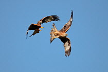 Two Red Kites (Milvus milvus) fighting in flight. Mid-Wales, UK, October 2010.