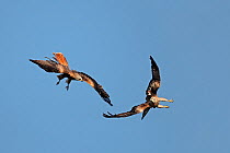 Two Red Kites (Milvus milvus) fighting in flight. Mid-Wales, UK, October 2010.