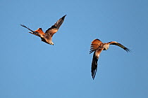 Two Red Kites (Milvus milvus); the winner of an aerial fight is chasing away the loser. Mid-Wales, UK, October 2010.