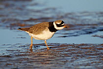 Ringed Plover (Charadrius hiaticula) foraging on muddy shore in late afternoon light. Liverpool Bay, UK, December.