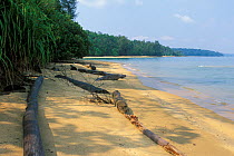 Coastal rainforest along shore, Similajau NP, Borneo, Sarawak, Malaysia