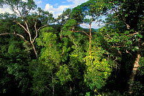 Dipterocarp rainforest, Lambir NP, Borneo, Sarawak, Malaysia