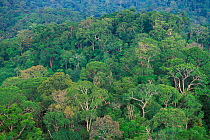 Aerial view of canopy of Dipterocarp rainforest, Lambir NP, Borneo, Sarawak, Malaysia