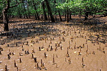 Pneumatophores of mangrove forest (Sonneratia sp) exposed at low tide, Borneo, Sarawak, Malaysia