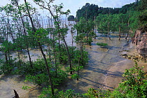 Mangrove forest along Bako NP, Borneo, Sarawak, Malaysia