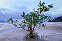 Mangrove tree (Rhizophora sp) with aerial roots exposed at low tide, Bako NP, Borneo, Sarawak, Malaysia