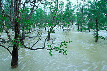 Mangrove forest (Sonneratia sp) at high tide, Bako NP, Borneo, Sarawak, Malaysia