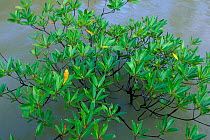 Mangrove leaves (Rhizophora sp), Bako NP, Borneo, Sarawak, Malaysia