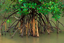 Mangrove trees (Rhizophora sp) with roots exposed at low tide, Bako NP, Borneo, Sarawak, Malaysia