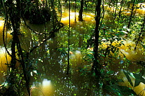 Reflections in swamp forest, Gunung Mulu NP, Borneo, Sarawak, Malaysia