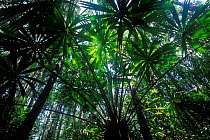 View up through Palm trees in swamp forest, Borneo, Sarawak, Malaysia