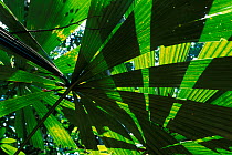 Palm leaves (Licuala valida) in swamp forest, Lambir NP, Borneo, Sarawak, Malaysia