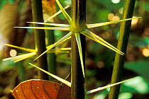 Detail of Asam paya palm (Eleiodoxo conferta) in swamp forest, Bako NP, Borneo, Sarawak, Malaysia