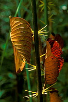 Asam paya palm (Eleiodoxo conferta) stems and dead leaves in swamp forest, Bako NP, Borneo, Sarawak, Malaysia