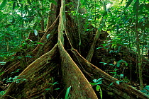 Buttress roots on tree in dipterocarp forest, Borneo, Sarawak, Malaysia
