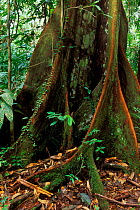 Buttress roots on tree in dipterocarp forest, Borneo, Sarawak, Malaysia