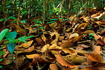 Fallen leaves carpeting the floor in tropical rainforest, Borneo, Sarawak, Malaysia