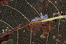 Detail of veins in decomposing leaf, tropical rainforest, Borneo, Sarawak, Malaysia
