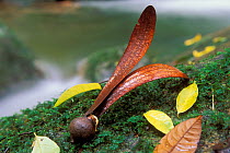 Winged seed of a dipterocarp tree (Dipterocarpus sp) in tropical rainforest, Borneo, Sarawak, Malaysia