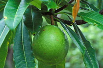 Suicide tree (Cerbera odollam) fruit, in coastal forest, Borneo, Sarawak, Malaysia