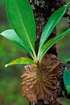 Epiphytic plant (Myrmecodia sp) growing on tree trunk, Bako NP, Borneo, Sarawak, Malaysia