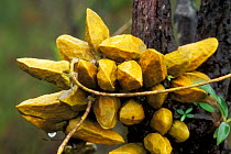 Fruits from an epiphytic plant (Myrmecodia sp) growing on tree stem, Bako NP, Borneo, Sarawak, Malaysia