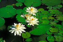 White lotus plant (Nelumbo sp) flowering in swamp,  Borneo, Sarawak, Malaysia