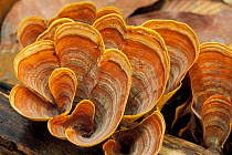 Bracket fungi (Ganoderma sp) on decaying wood, Borneo, Sarawak, Malaysia