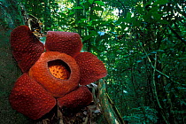 Rafflesia flower (Rafflesia keithii) in Gunung Gading NP, Borneo, Sarawak, Malaysia