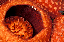 Close up of Rafflesia flower (Rafflesia keithii) in Gunung Gading NP, Borneo, Sarawak, Malaysia