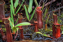 Aerial pitcher plants (Nepenthes gracilis) in Heath / Kerangas forest, Bako NP, Borneo, Sarawak, Malaysia