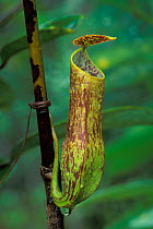 Aerial pitcher plant (Nepenthes gracilis) in Heath / Kerangas forest, Bako NP, Borneo, Sarawak, Malaysia