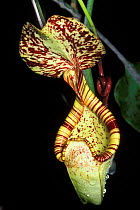 Aerial pitcher plant (Nepenthes rafflesiana) in Heath / Kerangas forest, Bako NP, Borneo, Sarawak, Malaysia