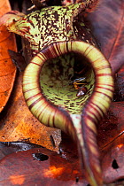 Ant trapped inside the flower of a Painted ground pitcher plant (Nepenthes burbidgeae) in Heath / Kerangas forest, Bako NP, Borneo, Sarawak, Malaysia